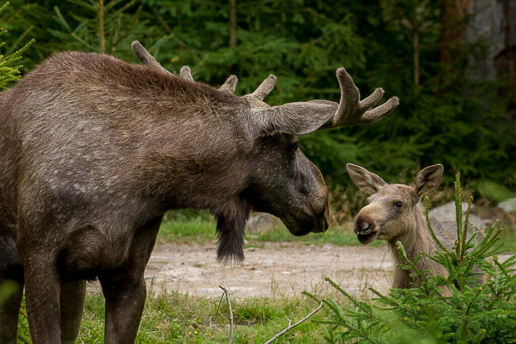 Älg och kalv vid Glasrikets Älgpark, Glasriket