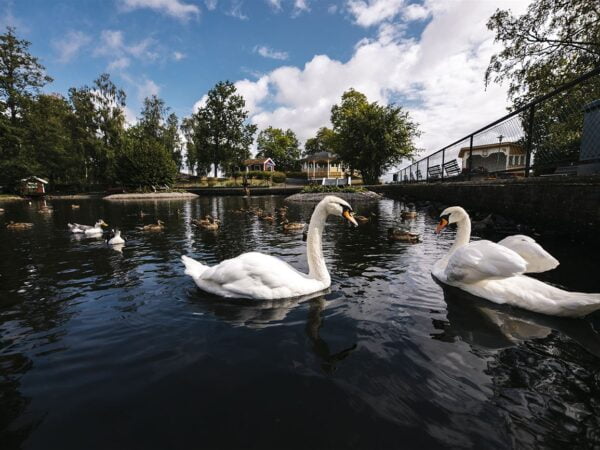 Swans in pond at Sjöparken's campsite, Glasriket