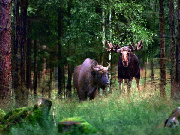 Elg og bison i Kosta safaripark i Glasriget