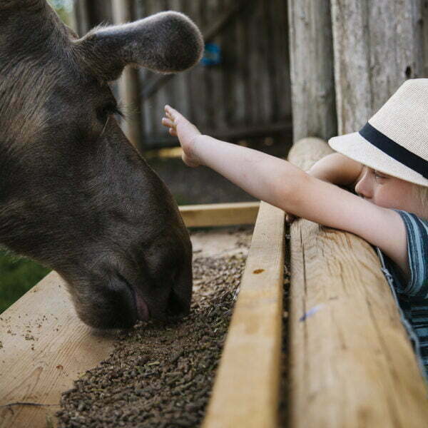 Älgpark och barn, Glasriket