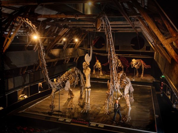 Grandes esqueletos de dinosaurios en Un mundo de dinosaurios