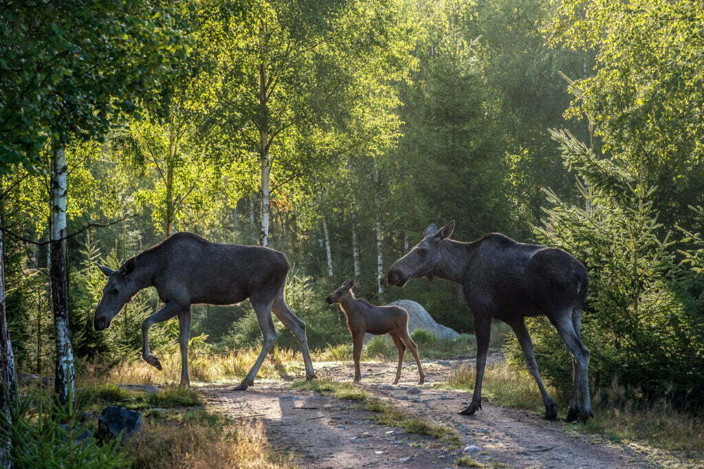 Älgar vid Glasrikets älgpark