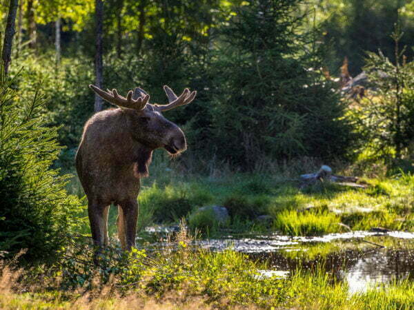 Moose at Glasriket's moose park