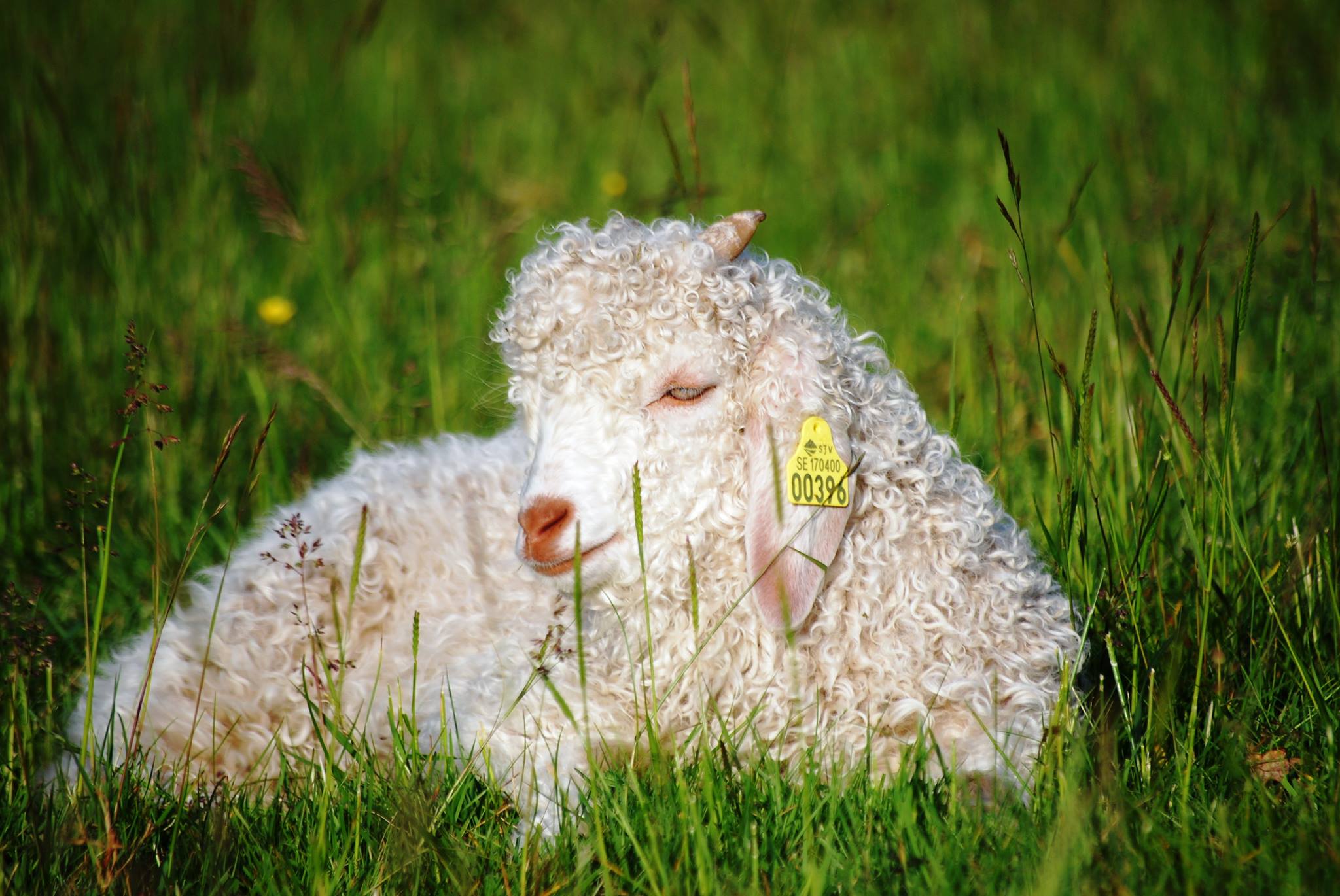 Vilande får i gräs vid Skåningsmåla gårdsbutik, Glasriket