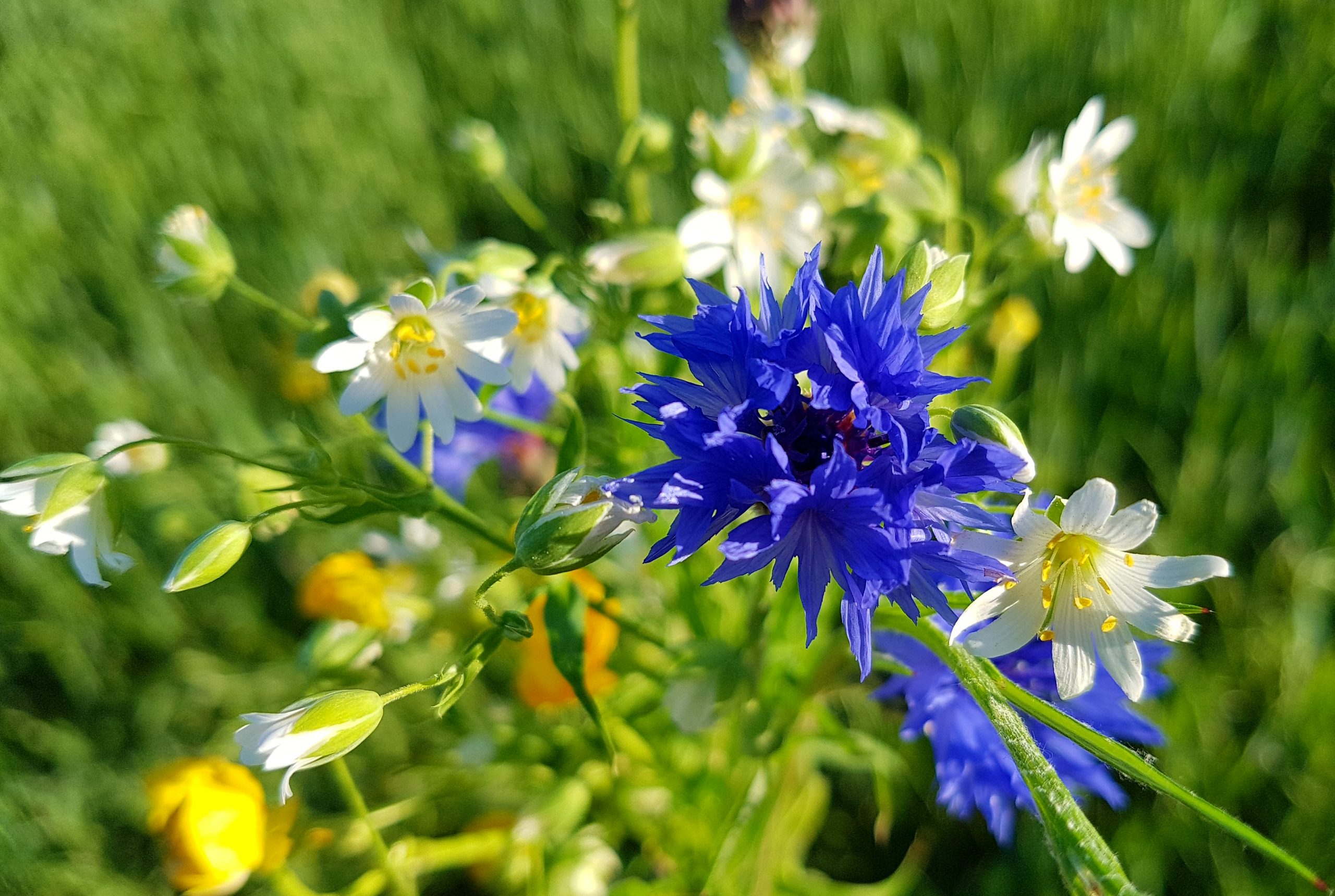 Blaue und weiße Sommerblumen im Glasreich