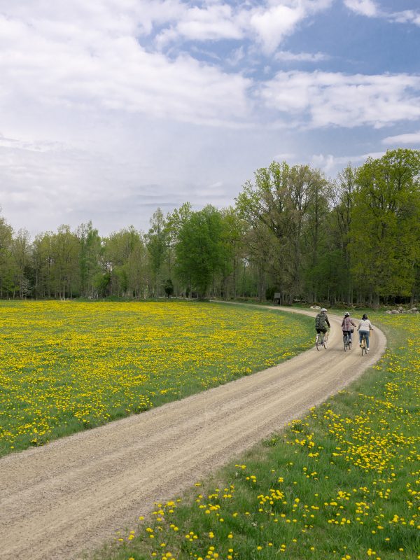 Rowerzyści na drodze gruntowej z wiosennymi kwiatami po obu stronach drogi Glasriket