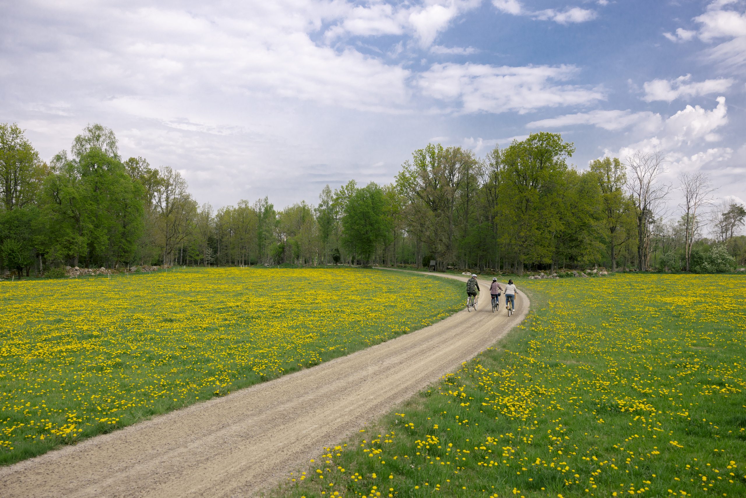 Cyklister på grusväg med vårblommor på båda sidorna av vägen Glasriket